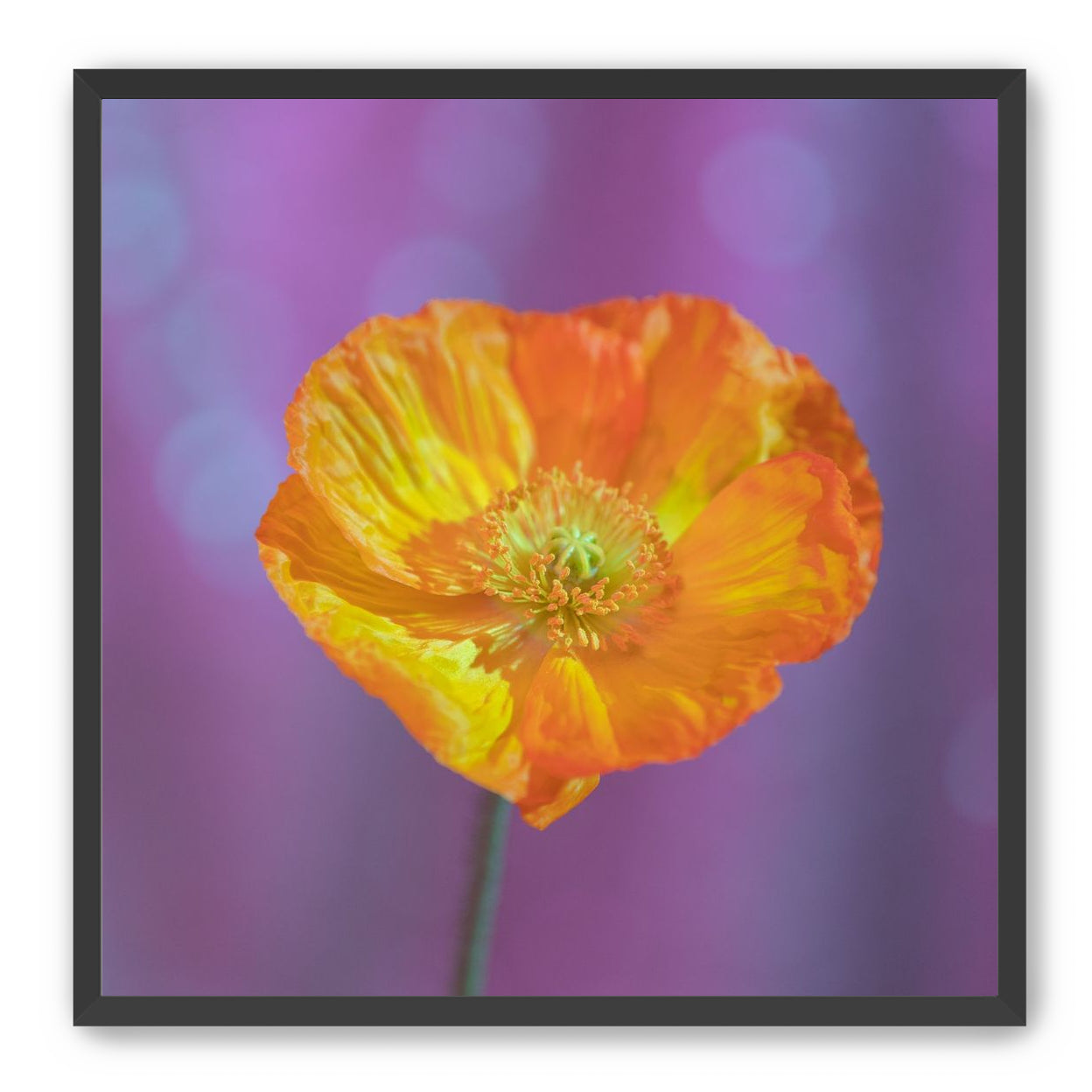 Sweet Poppy
