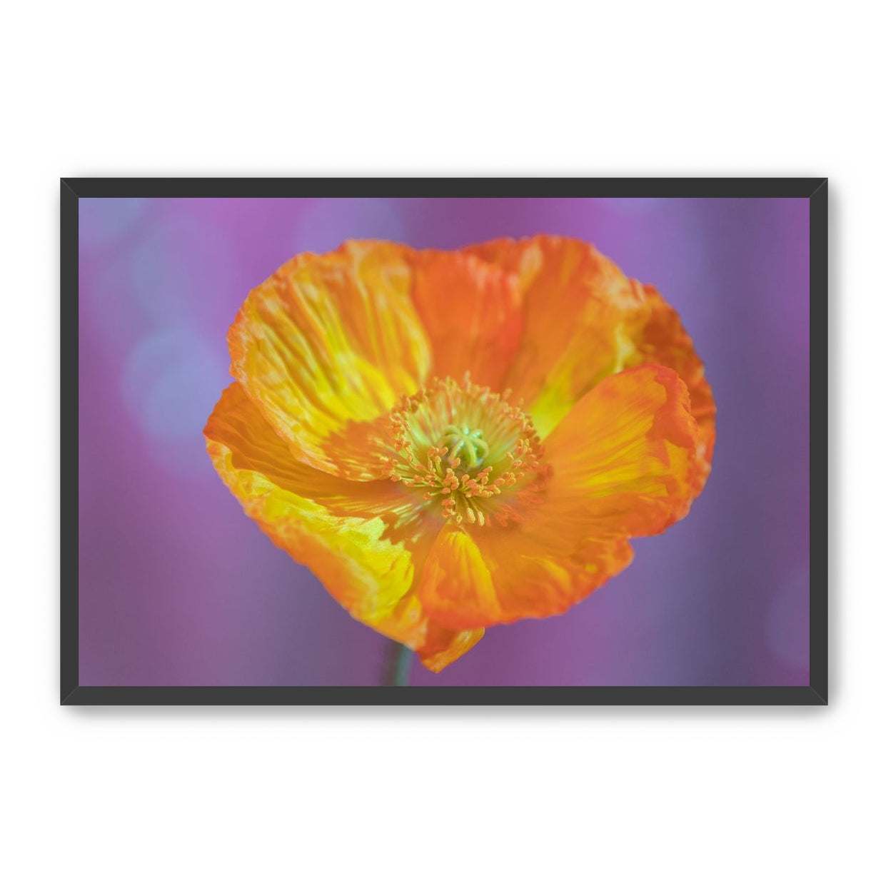 Sweet Poppy