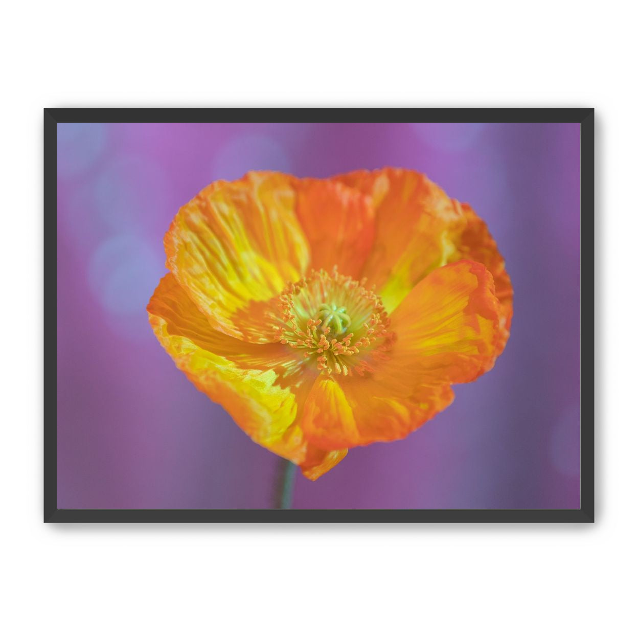 Sweet Poppy