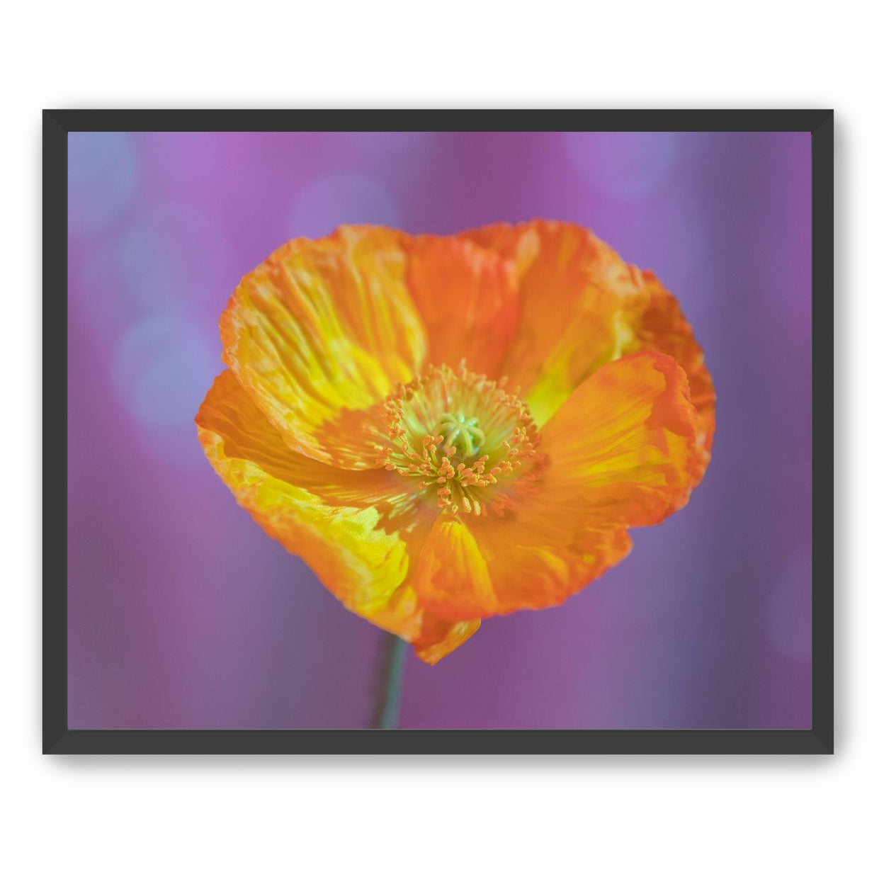 Sweet Poppy