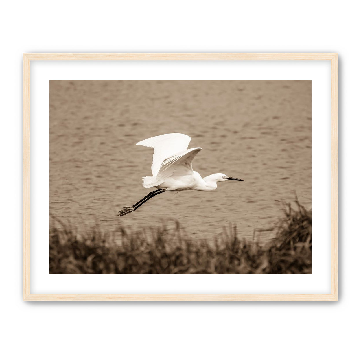 Egret