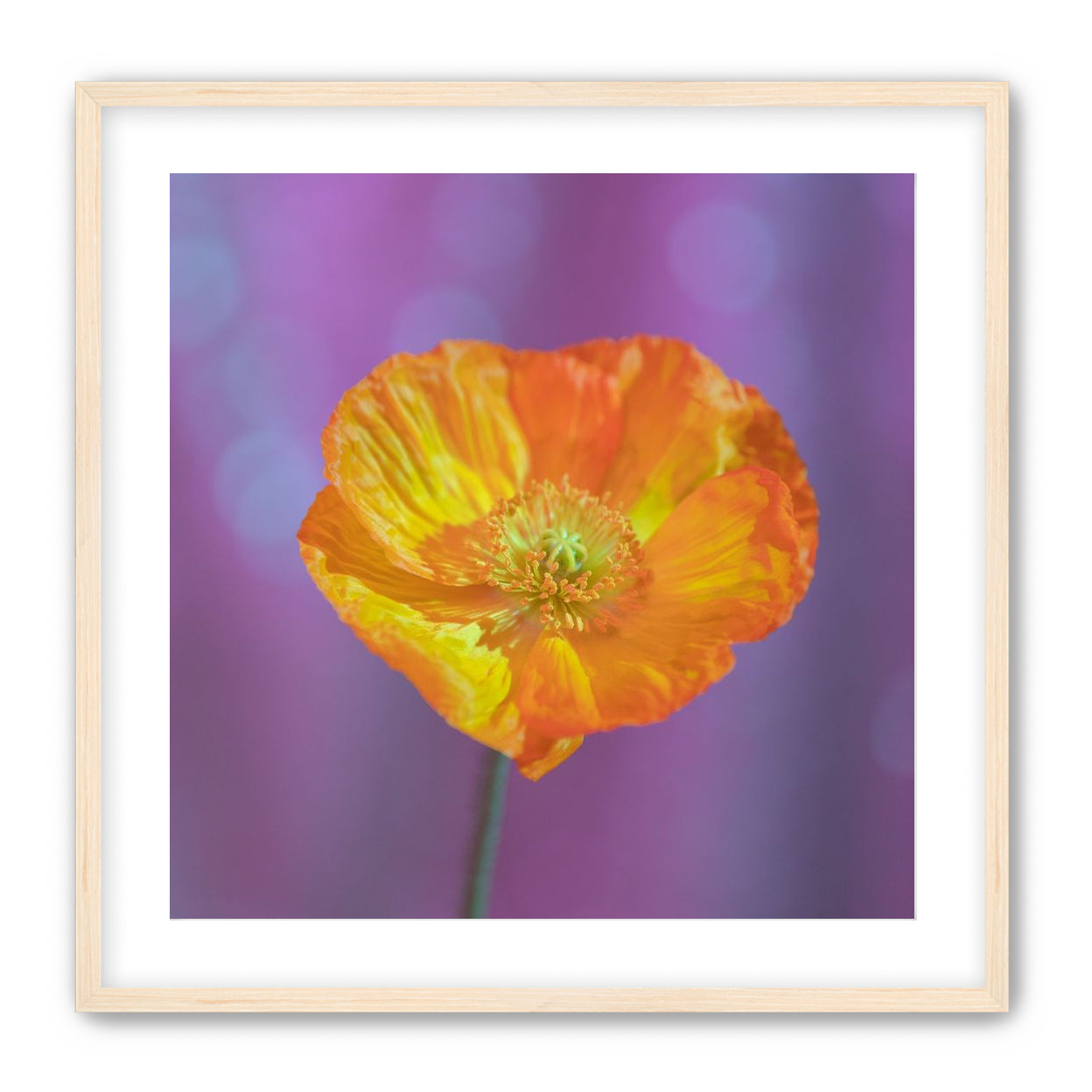 Sweet Poppy