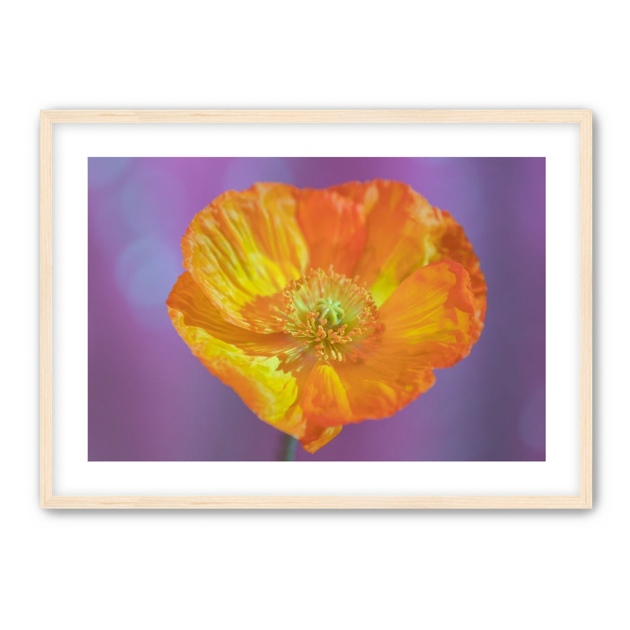 Sweet Poppy