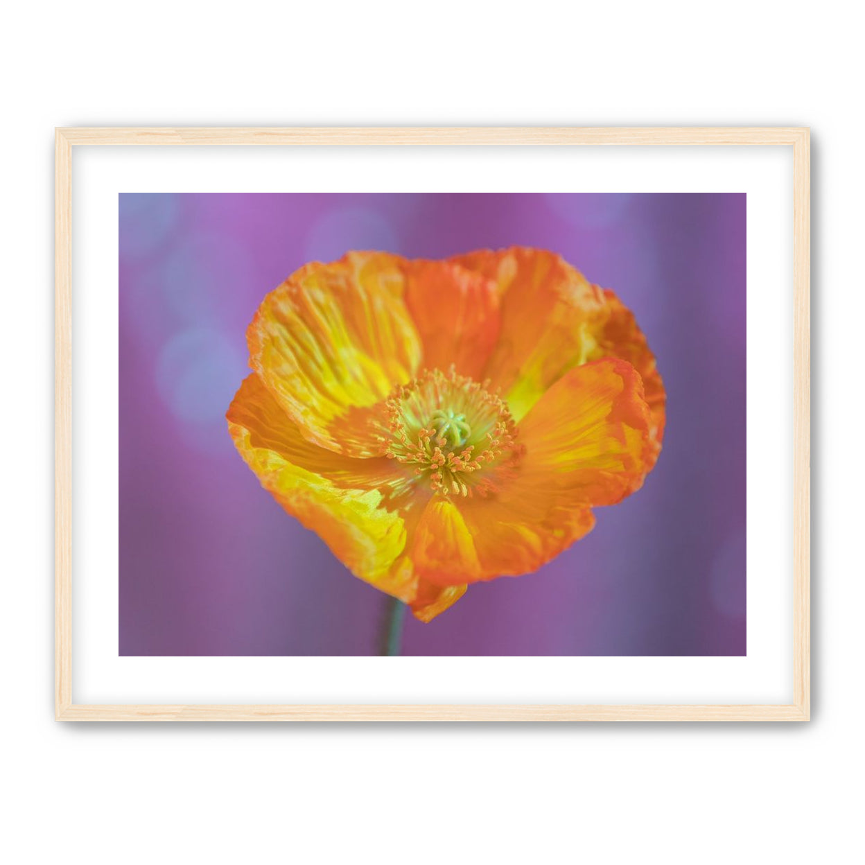 Sweet Poppy