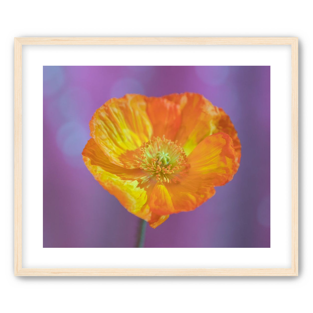 Sweet Poppy