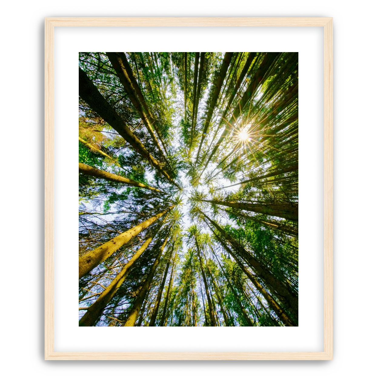 Reaching for the sun