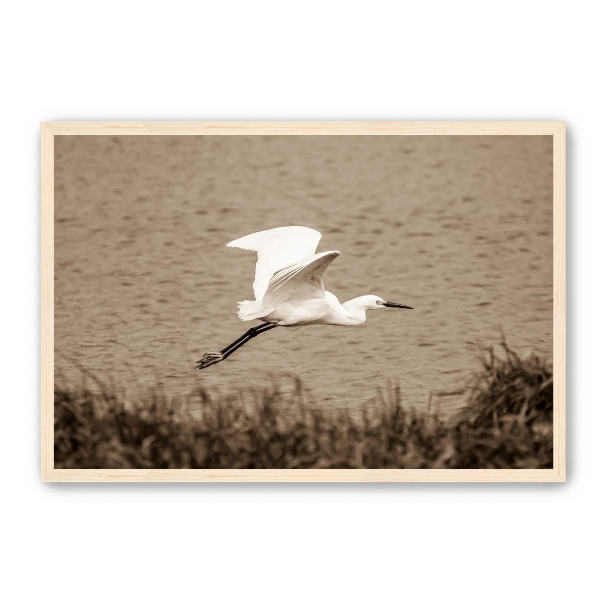 Egret