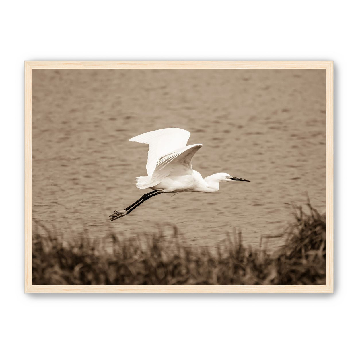 Egret