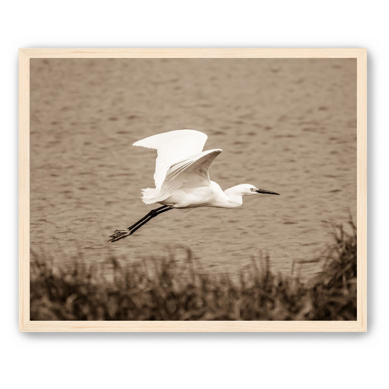 Egret