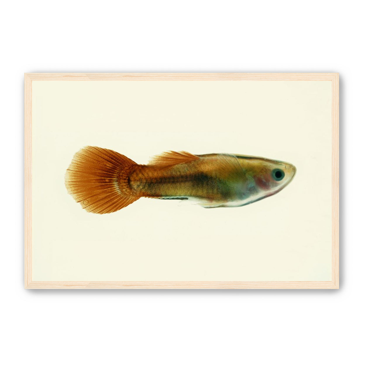 Fish Study