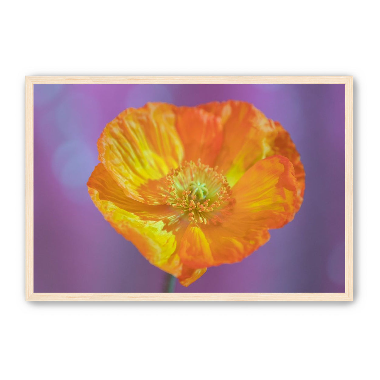 Sweet Poppy