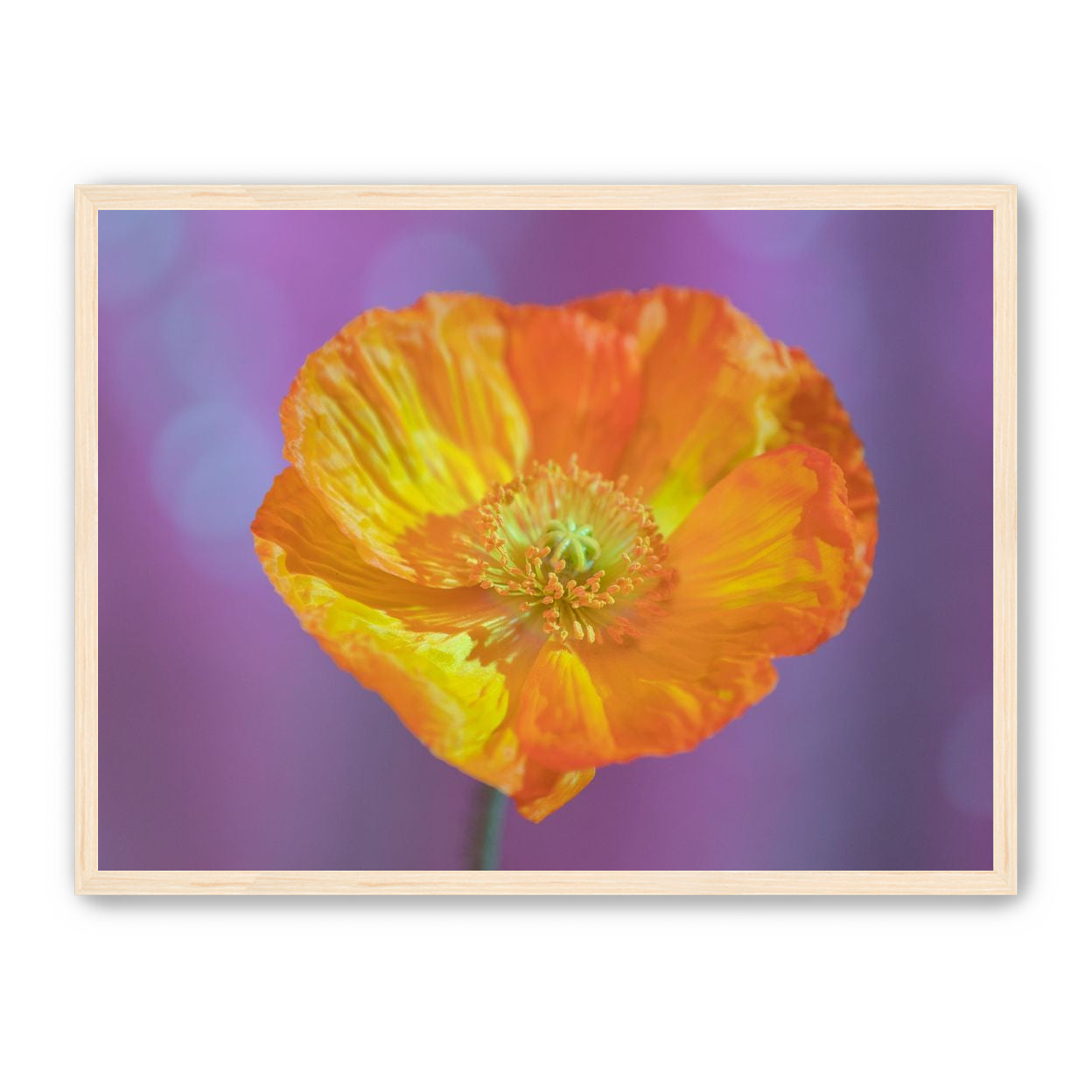 Sweet Poppy