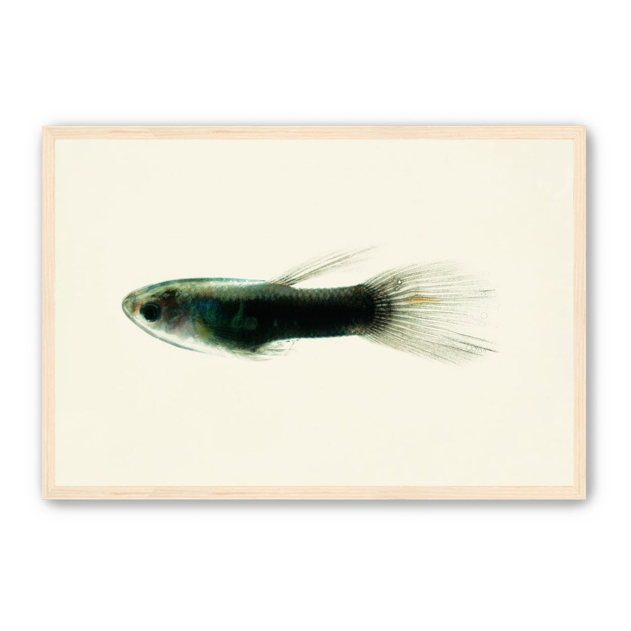 Fish Study