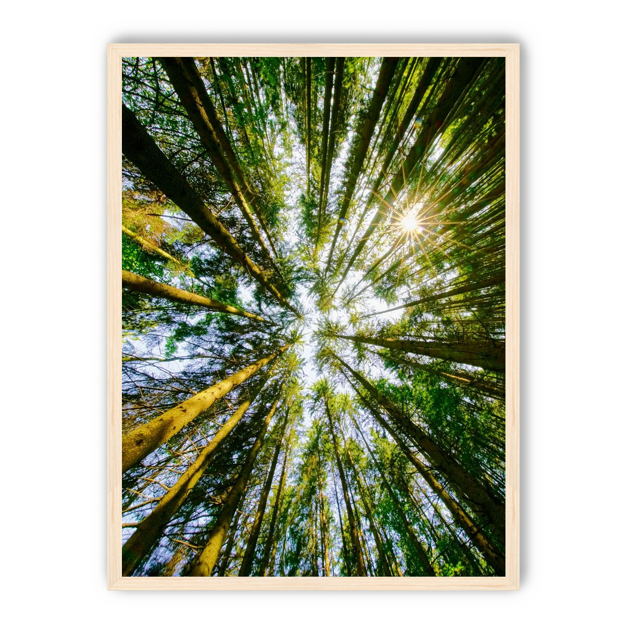 Reaching for the sun