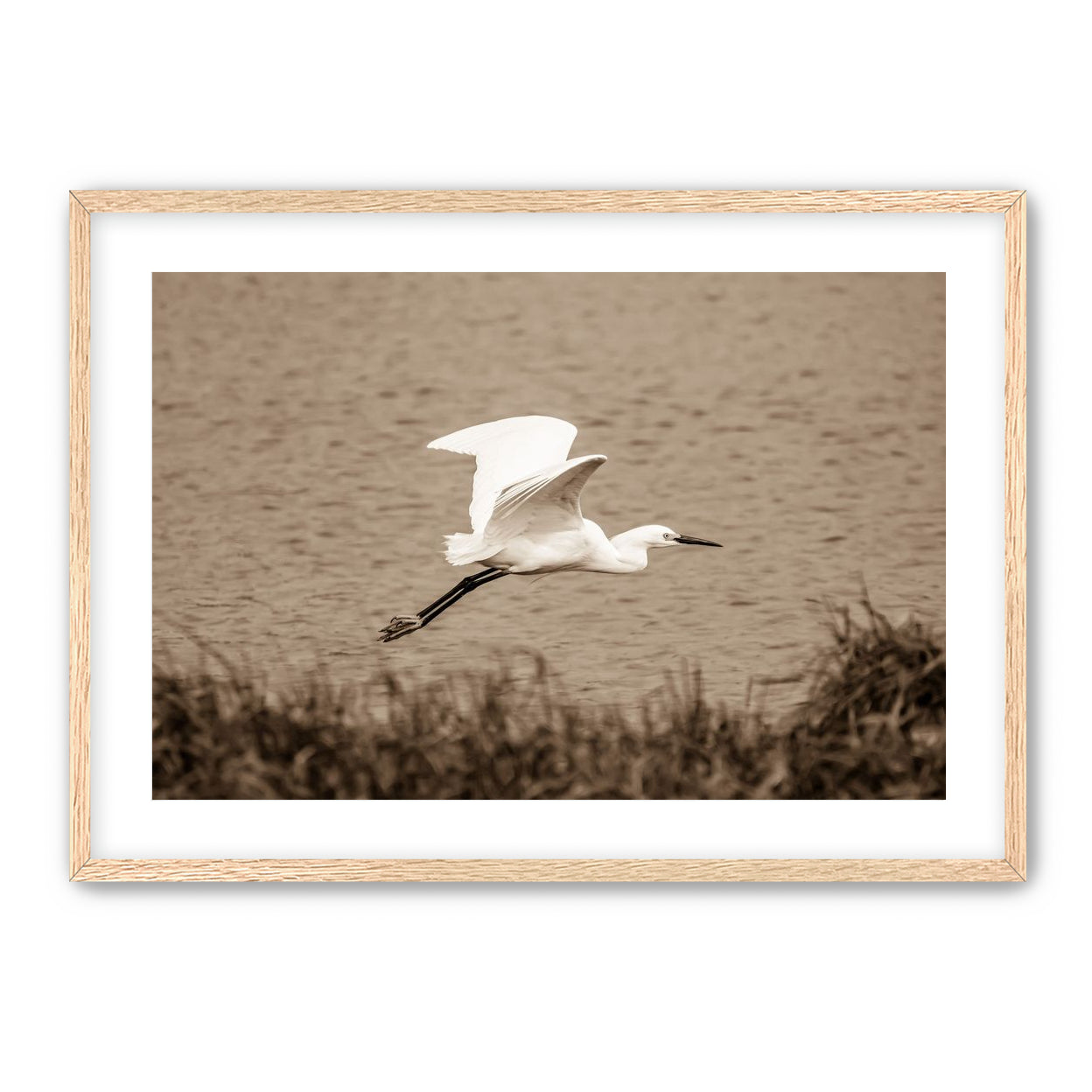 Egret
