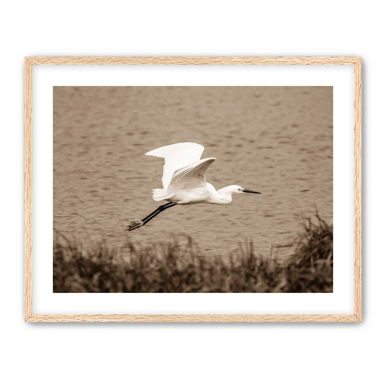 Egret