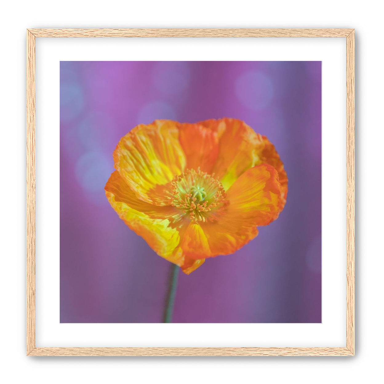 Sweet Poppy