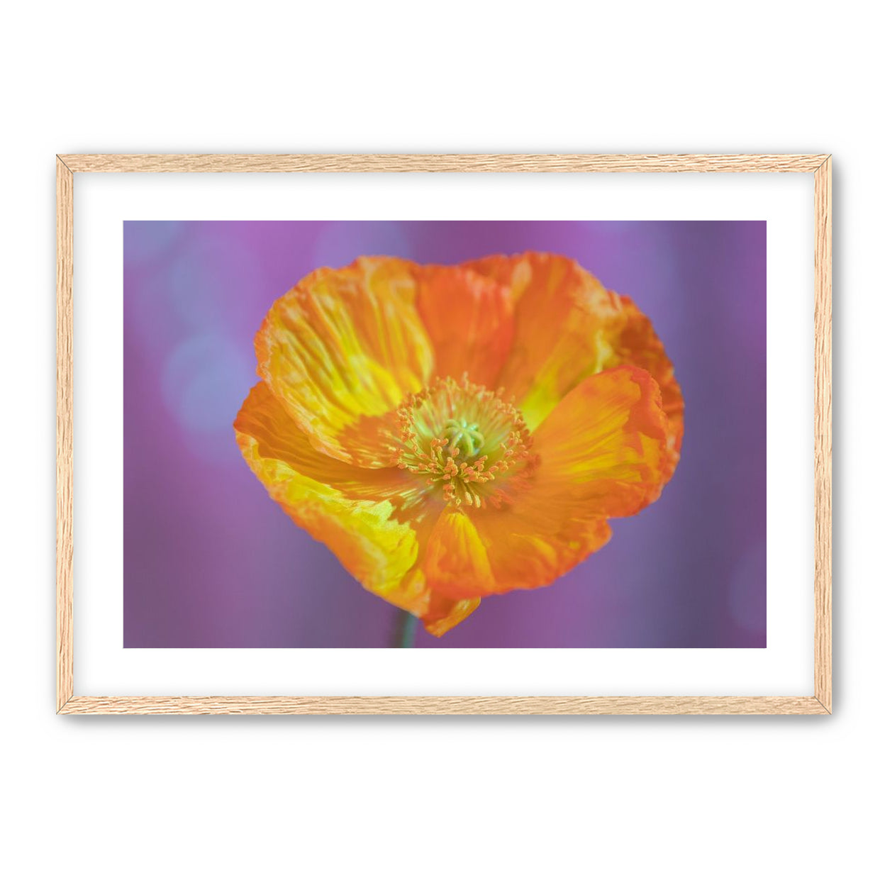 Sweet Poppy