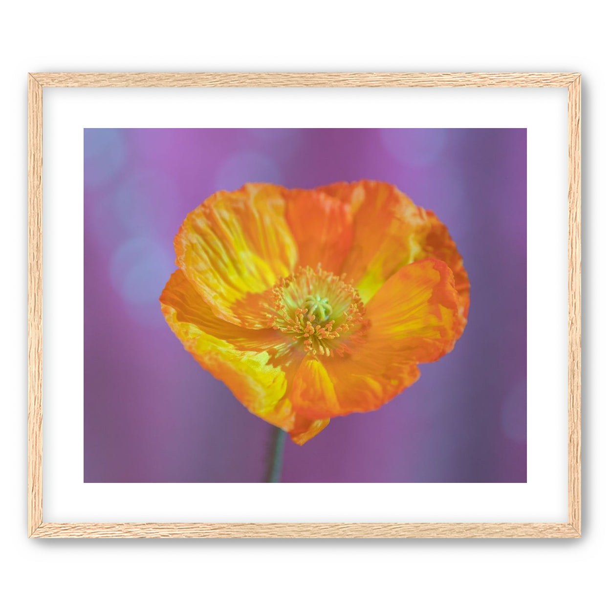 Sweet Poppy