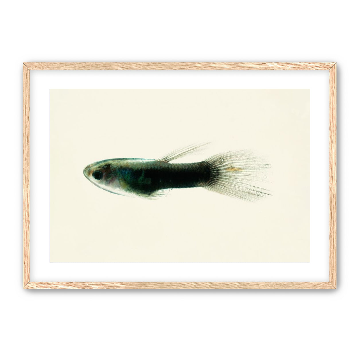 Fish Study