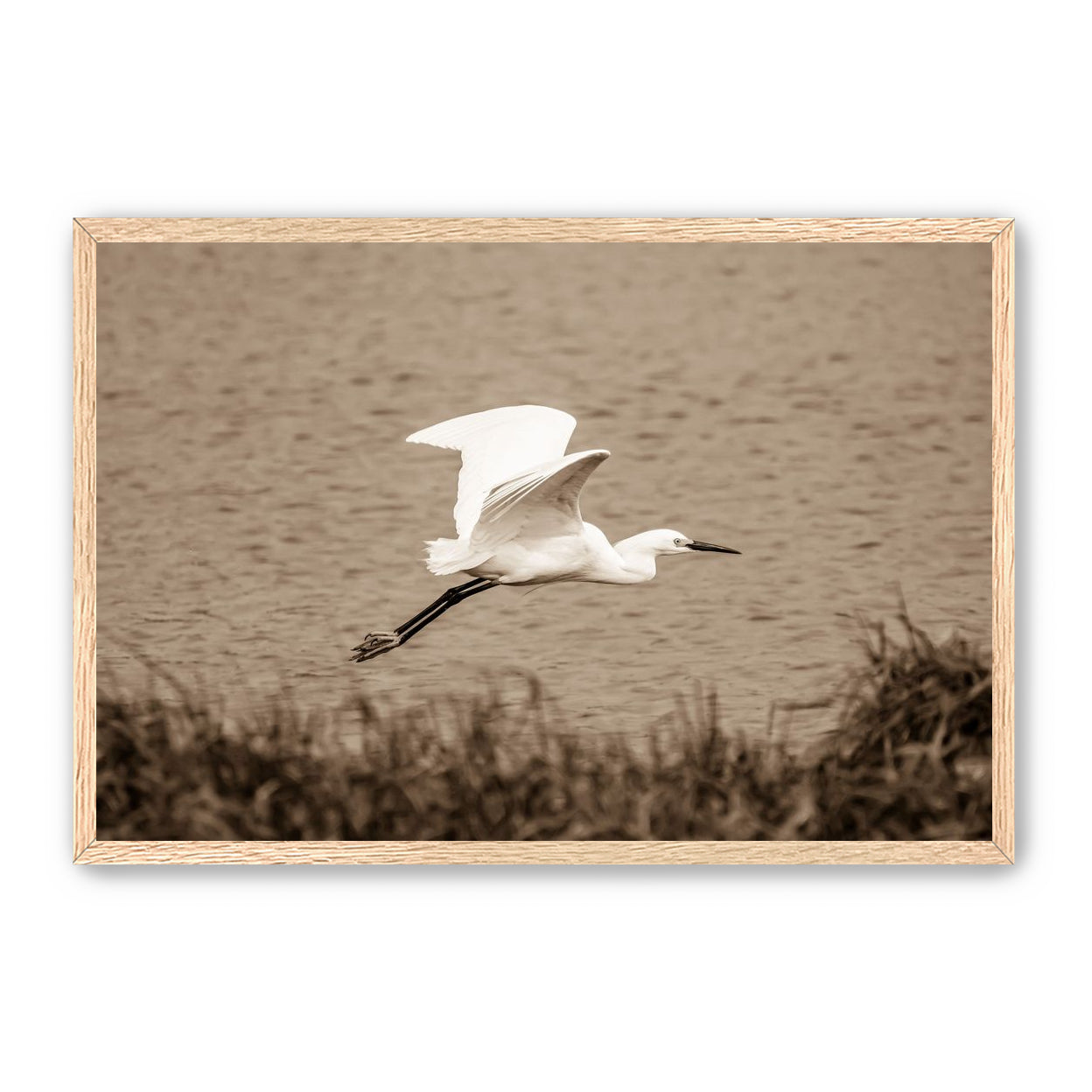 Egret
