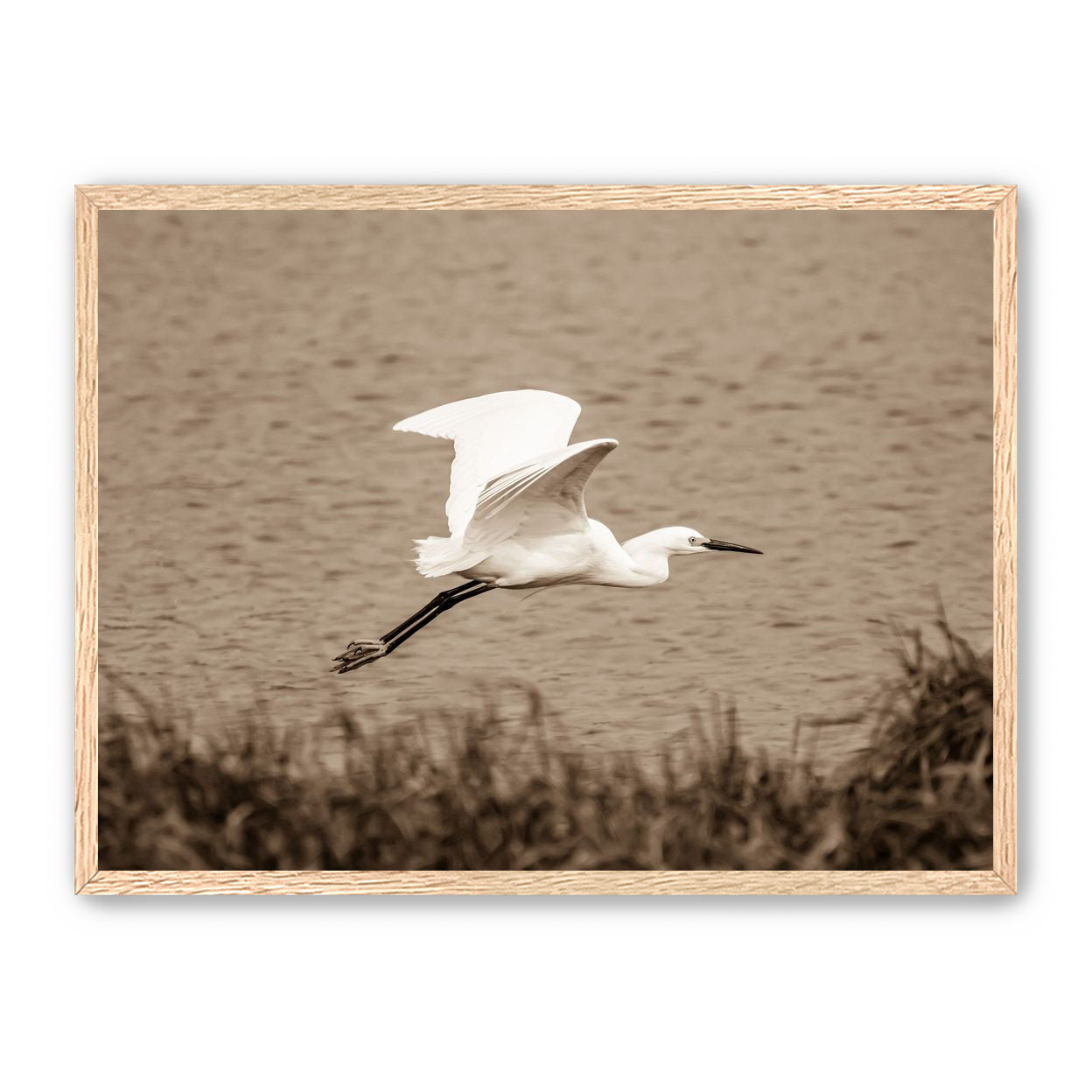 Egret