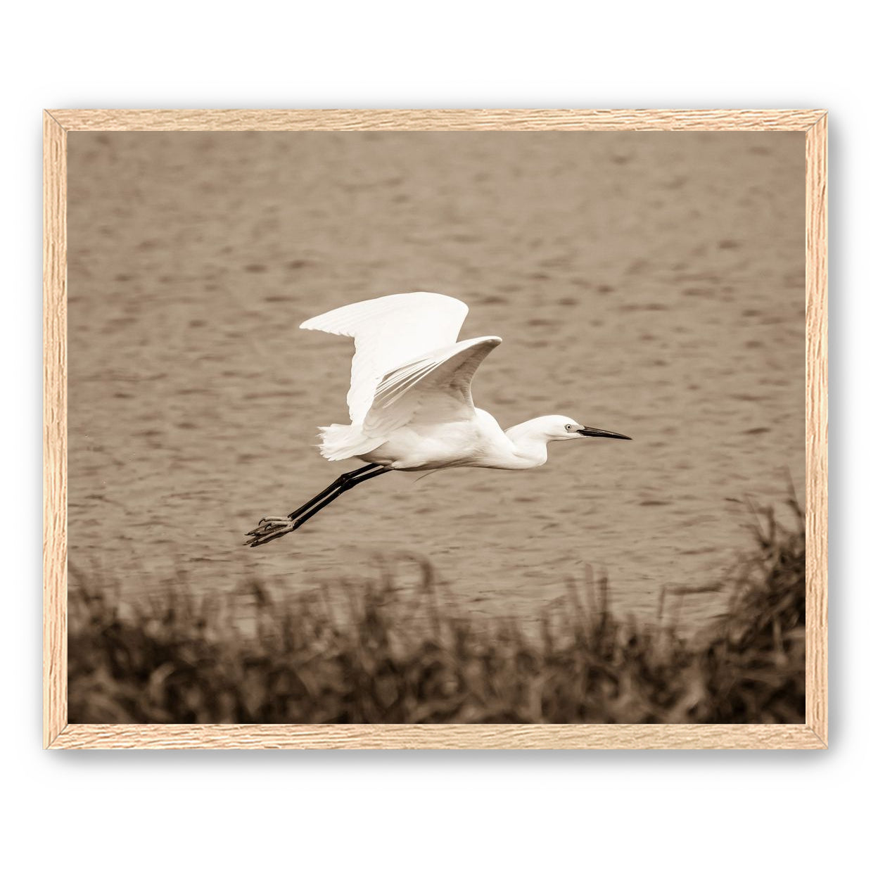 Egret