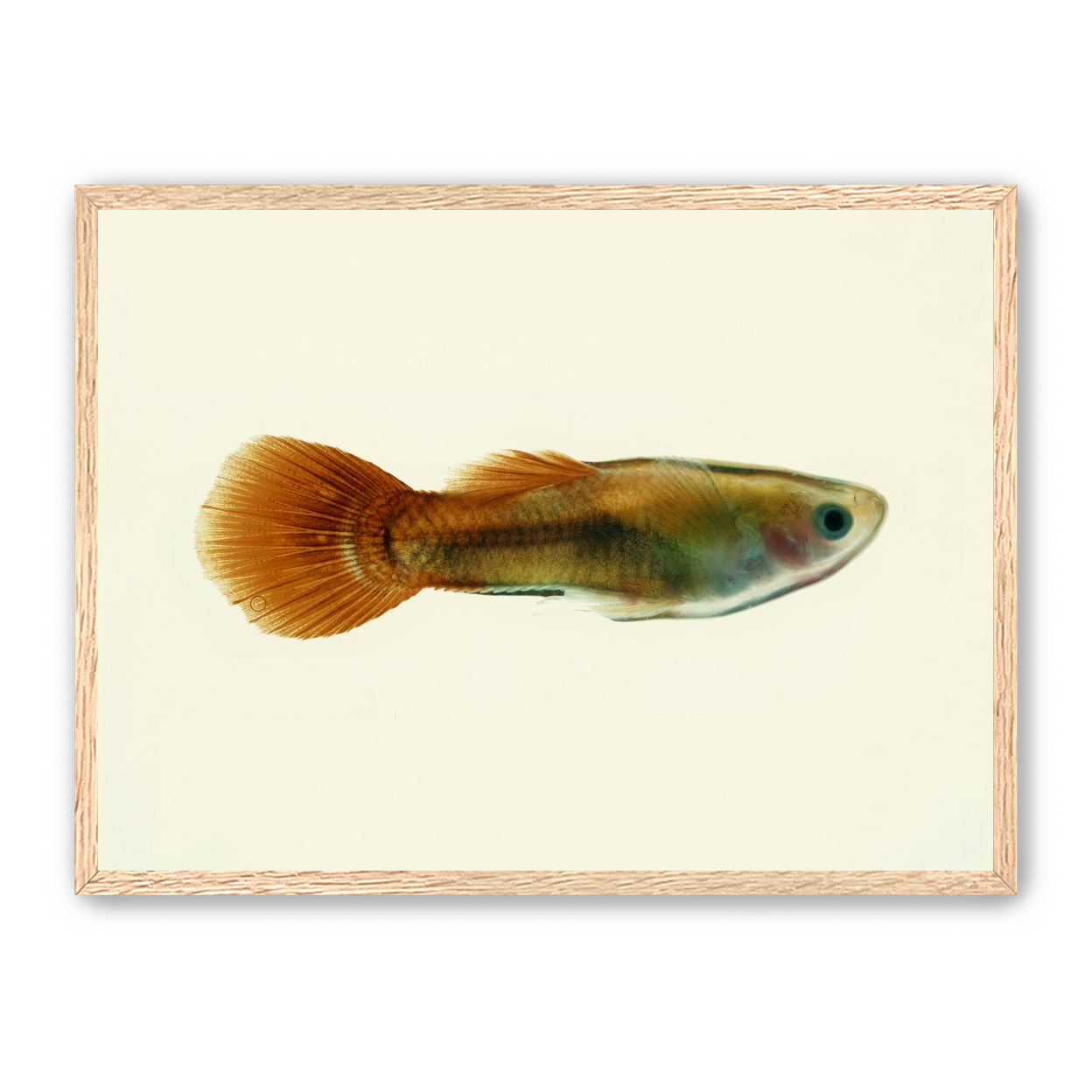 Fish Study