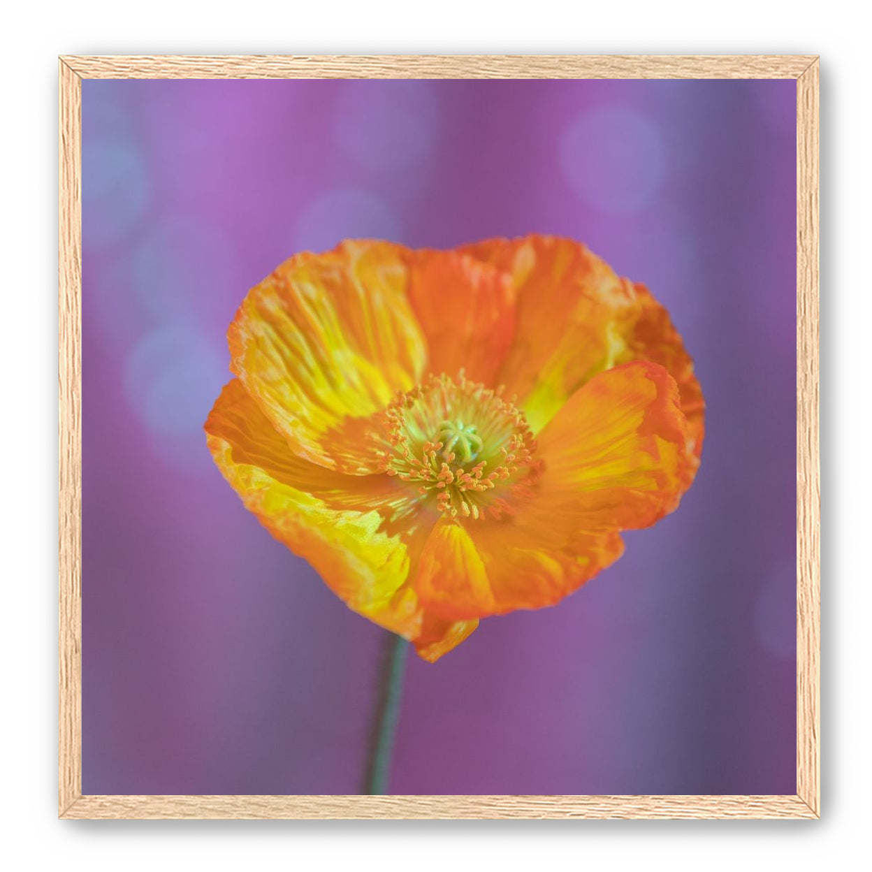 Sweet Poppy