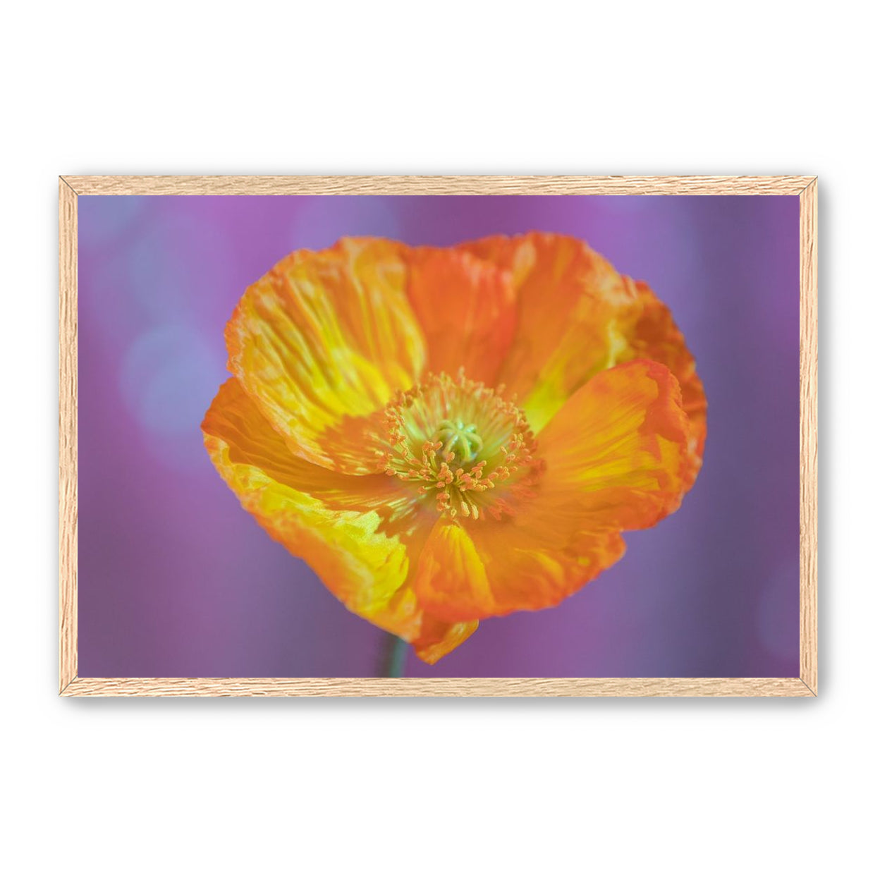 Sweet Poppy