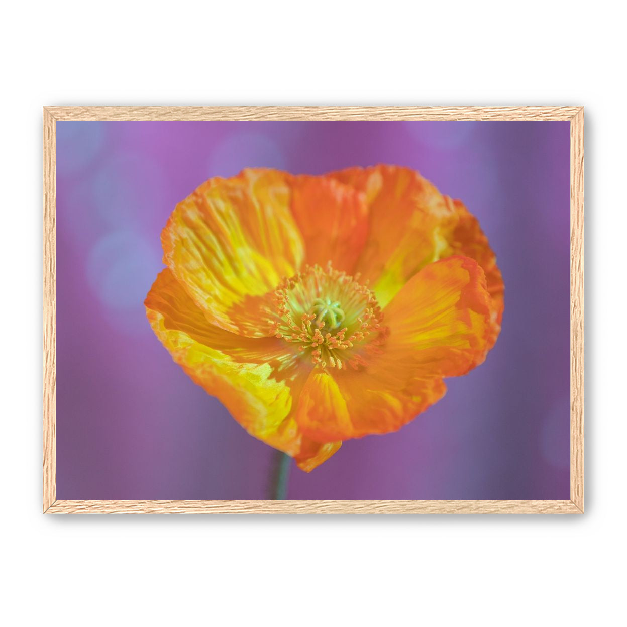 Sweet Poppy