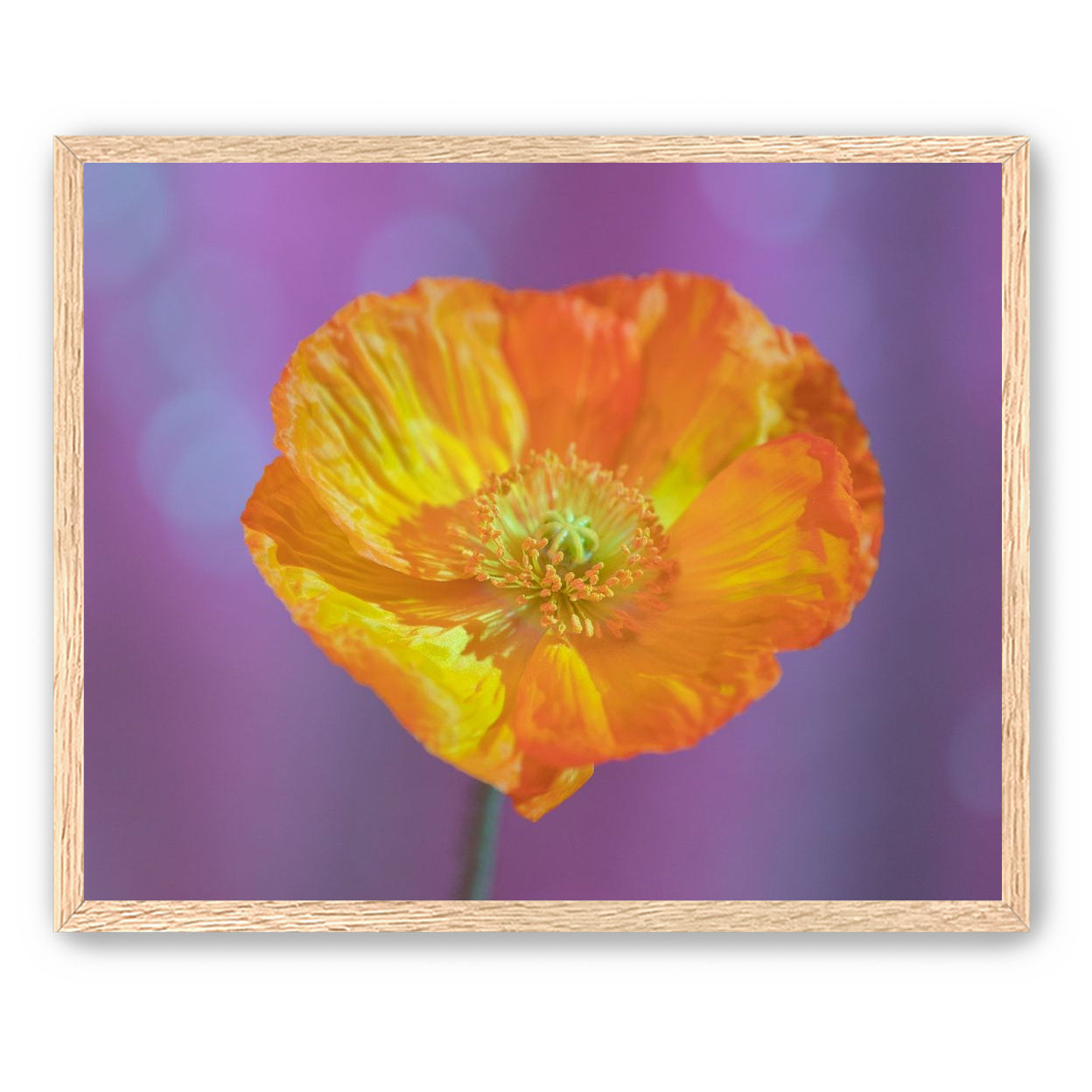 Sweet Poppy