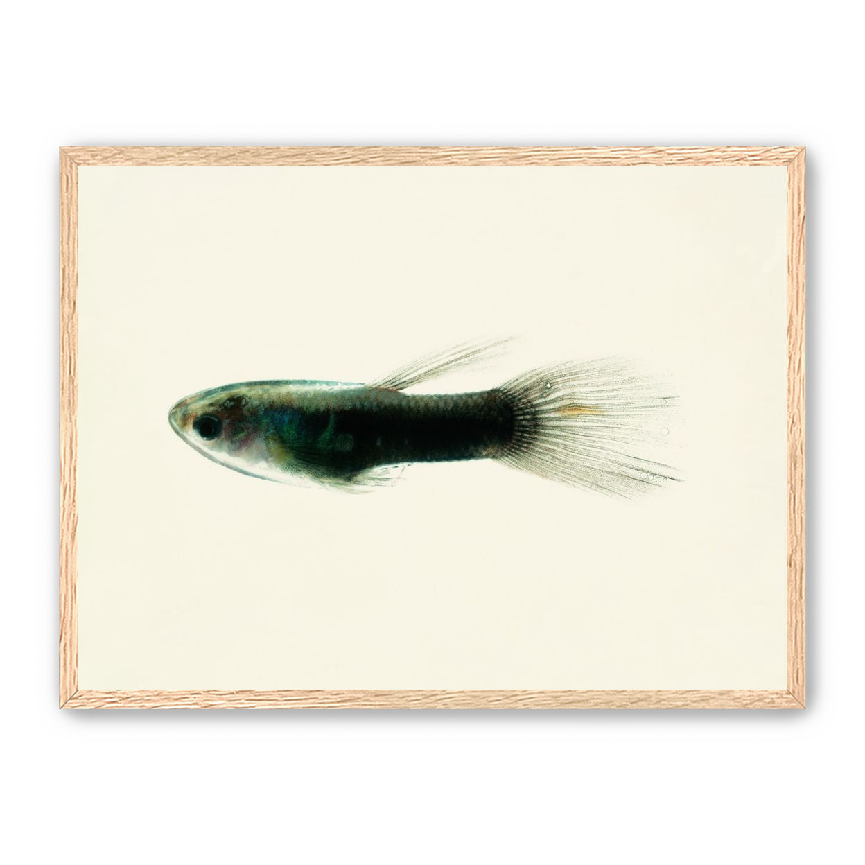 Fish Study