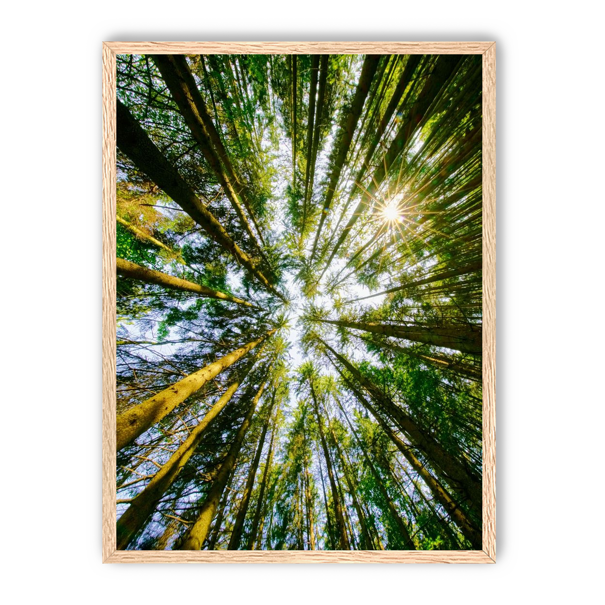 Reaching for the sun