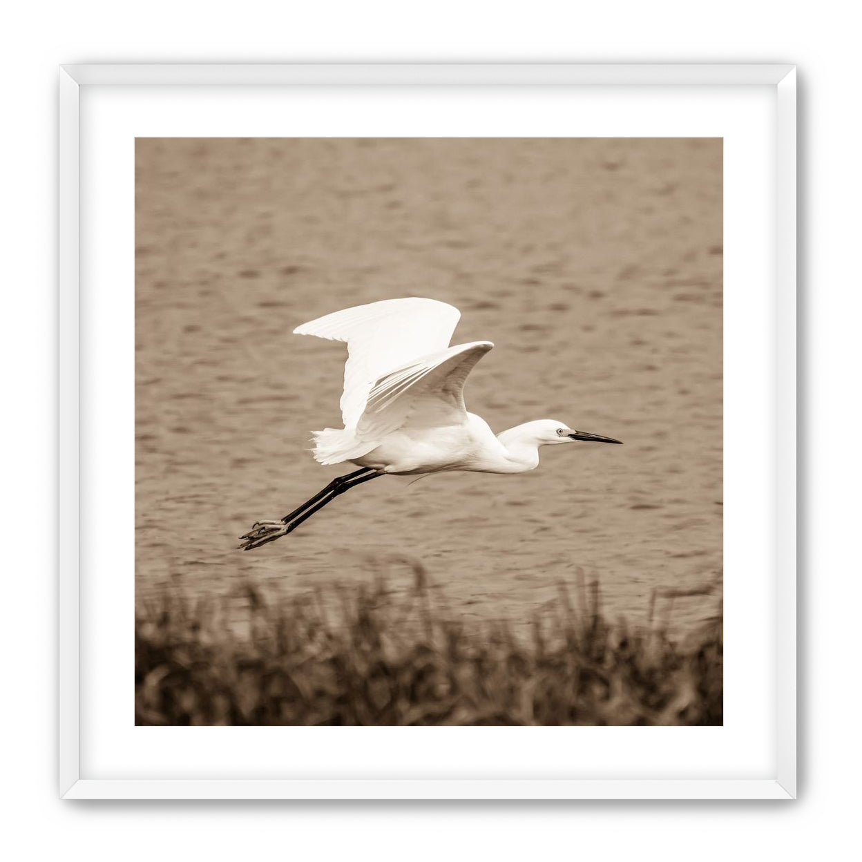Egret