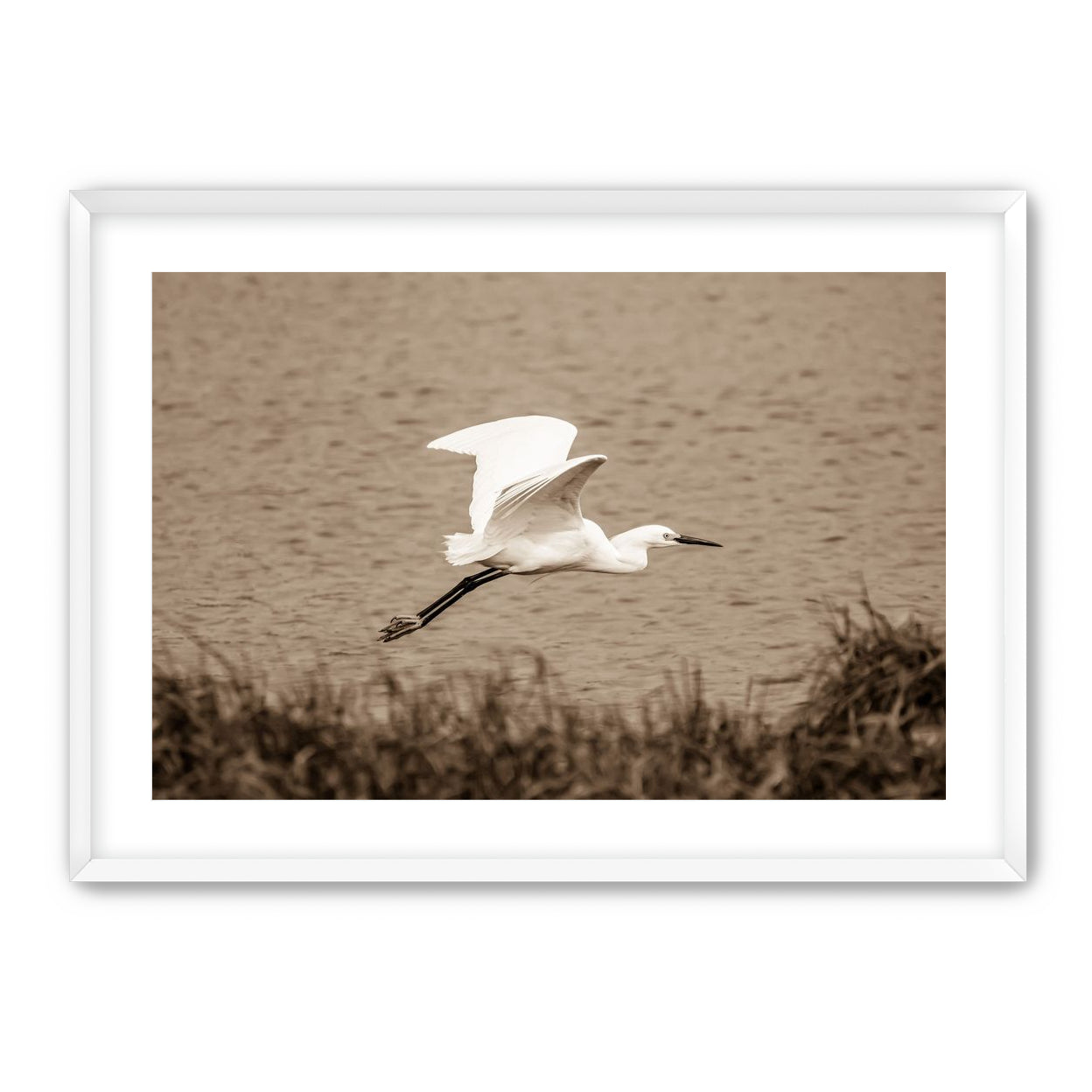 Egret