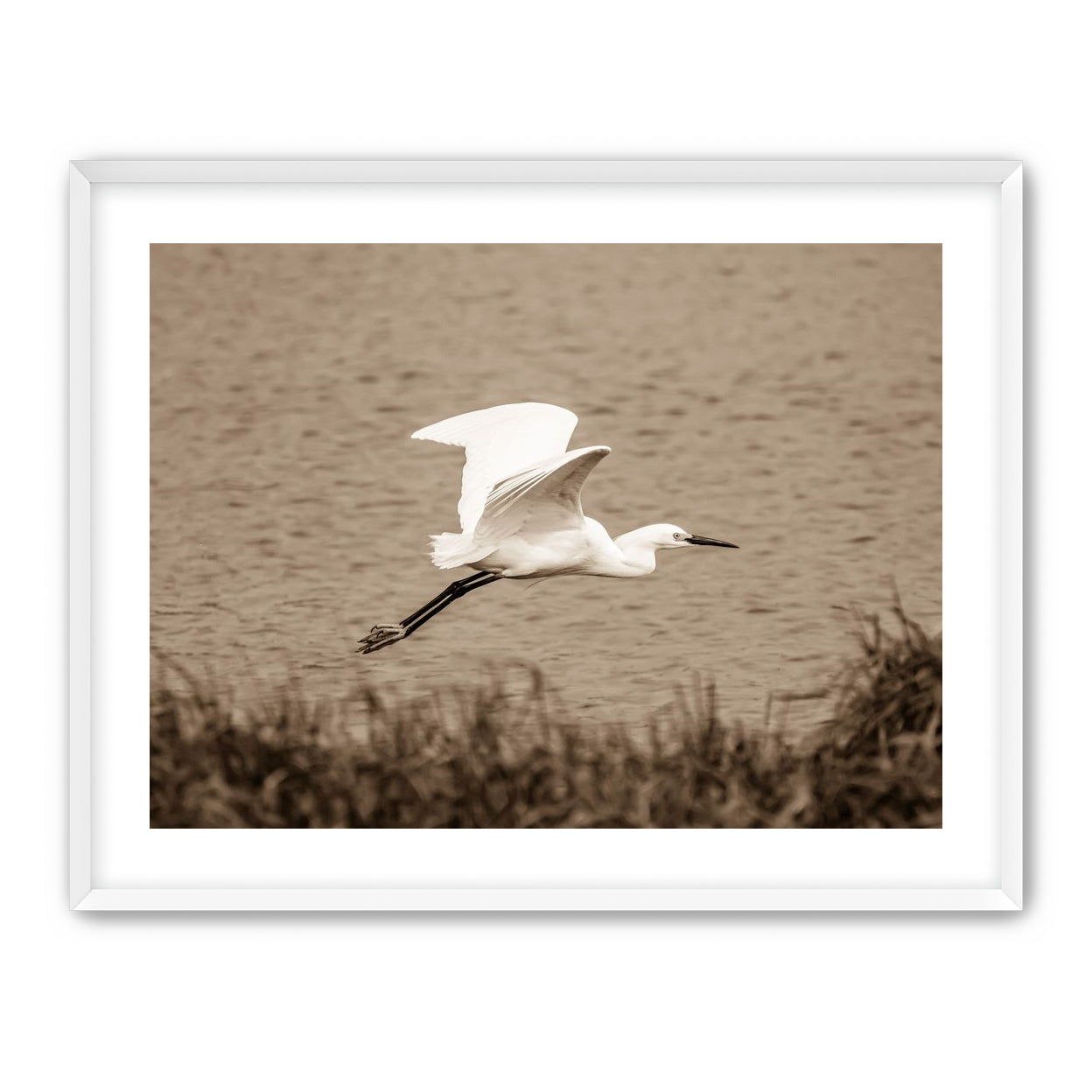 Egret