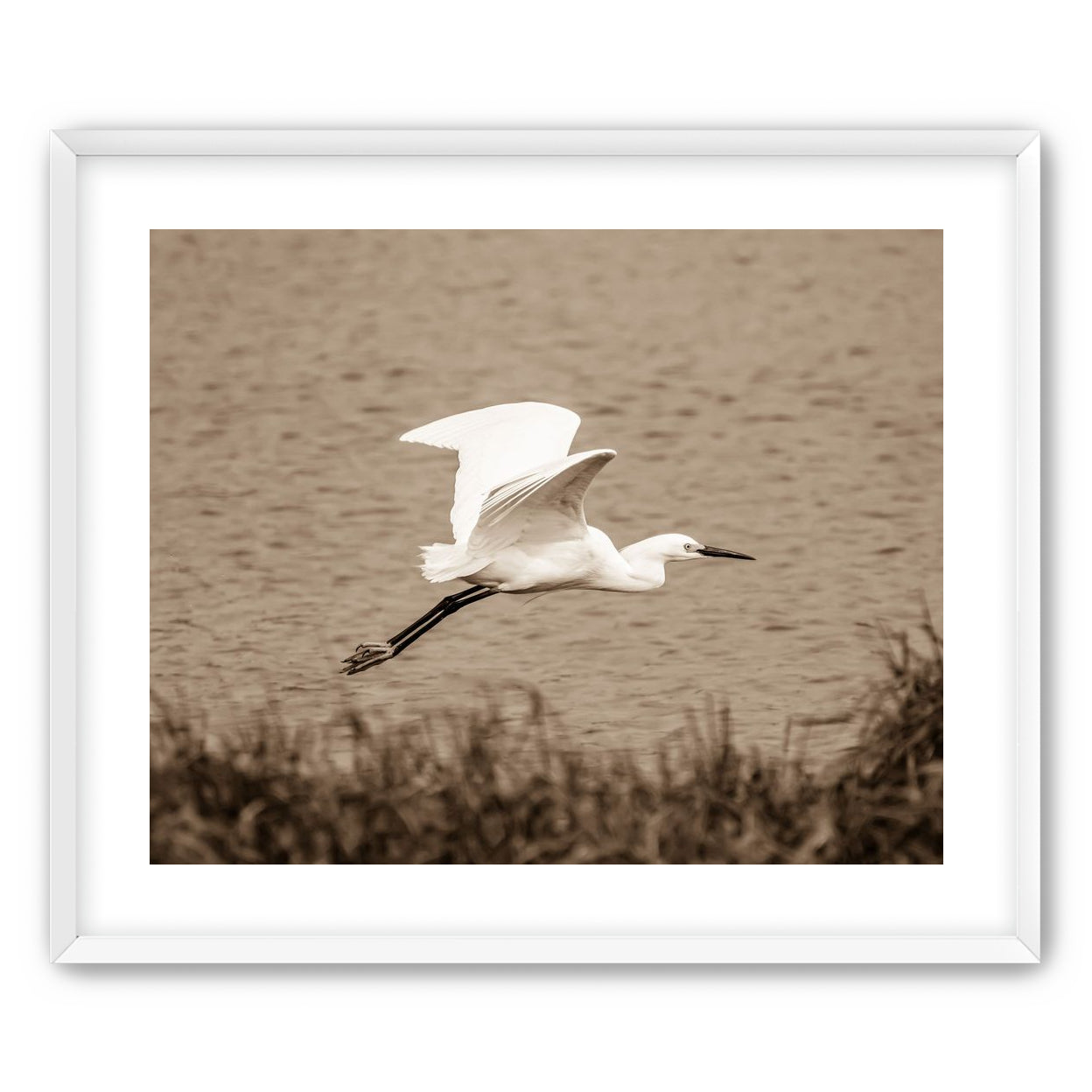 Egret