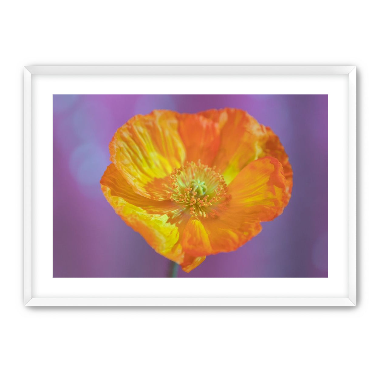 Sweet Poppy