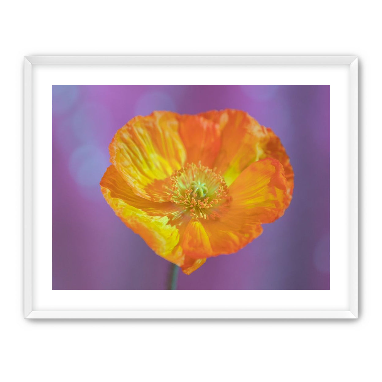 Sweet Poppy