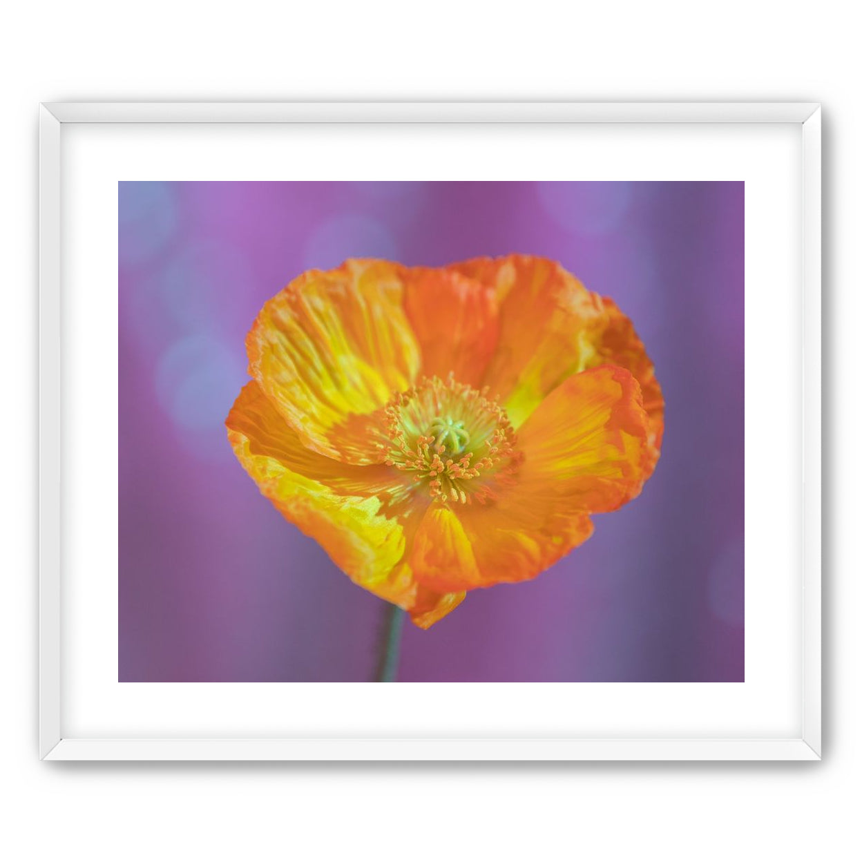 Sweet Poppy