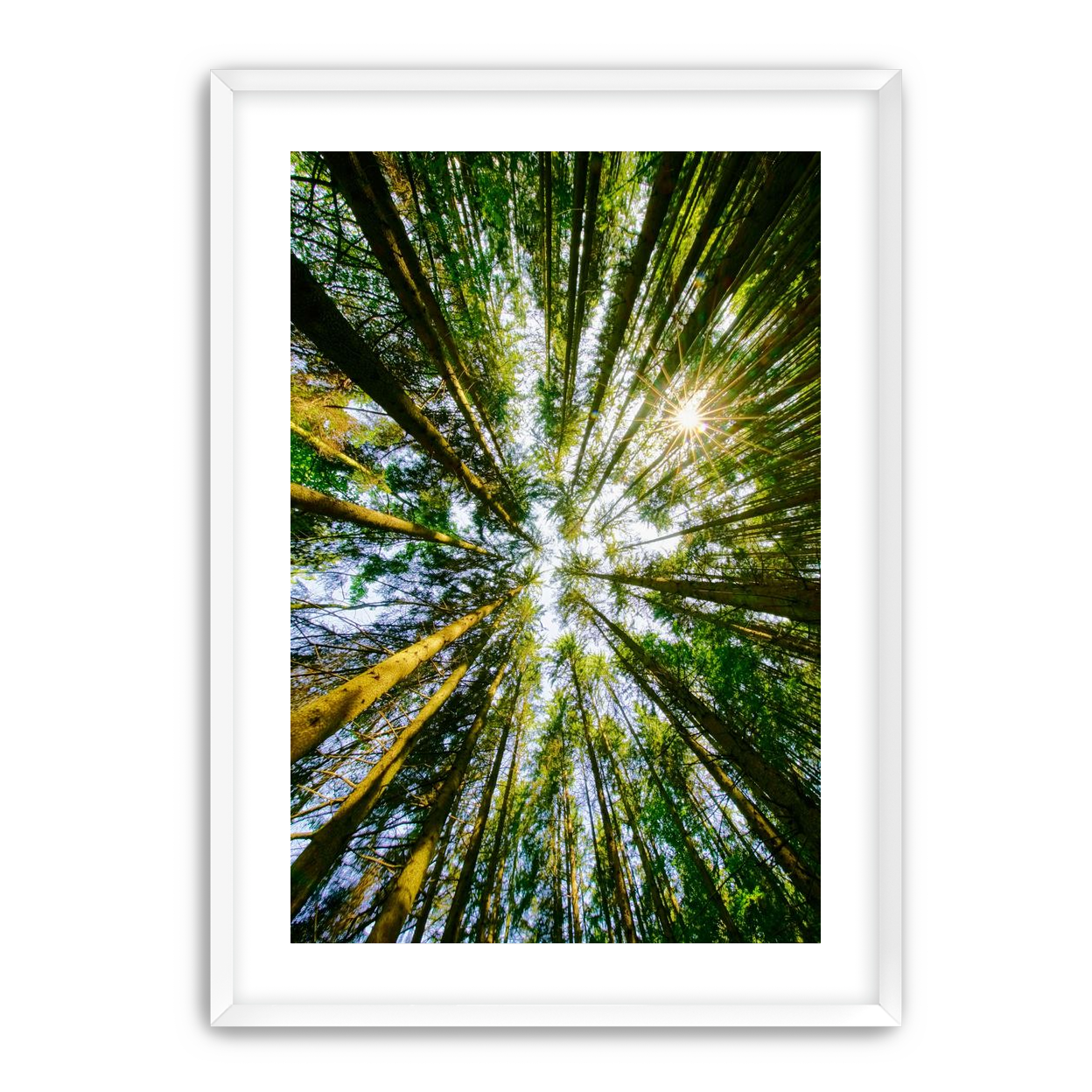 Reaching for the sun