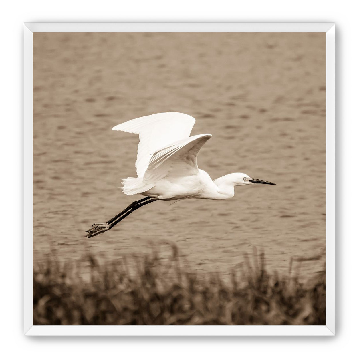 Egret