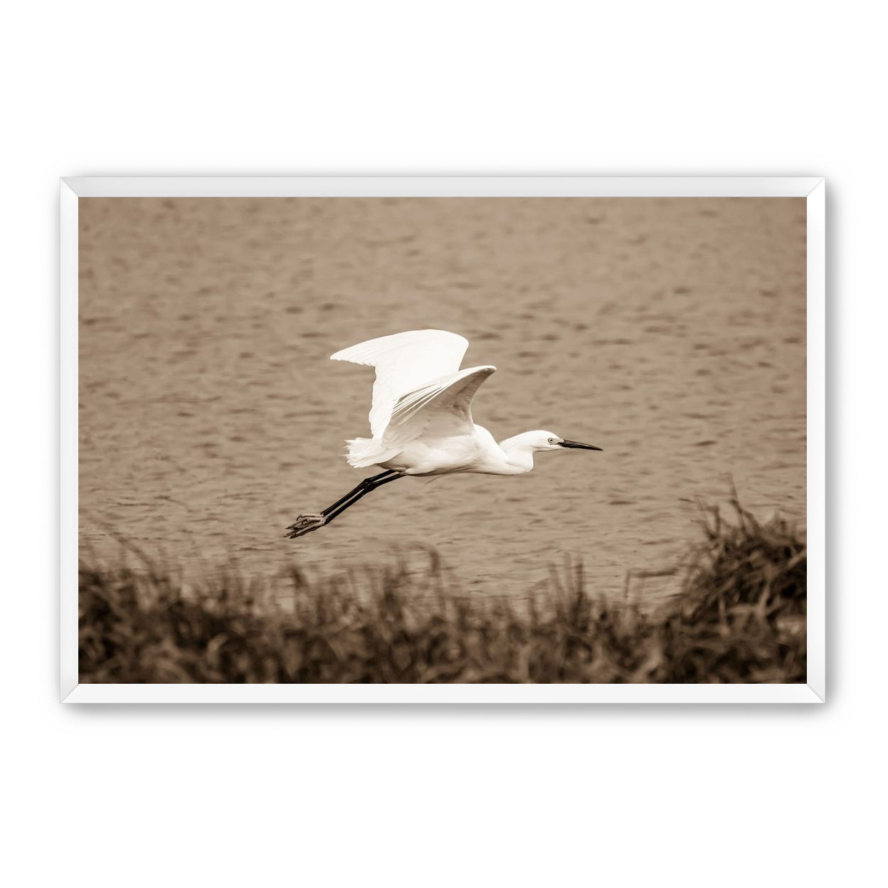 Egret
