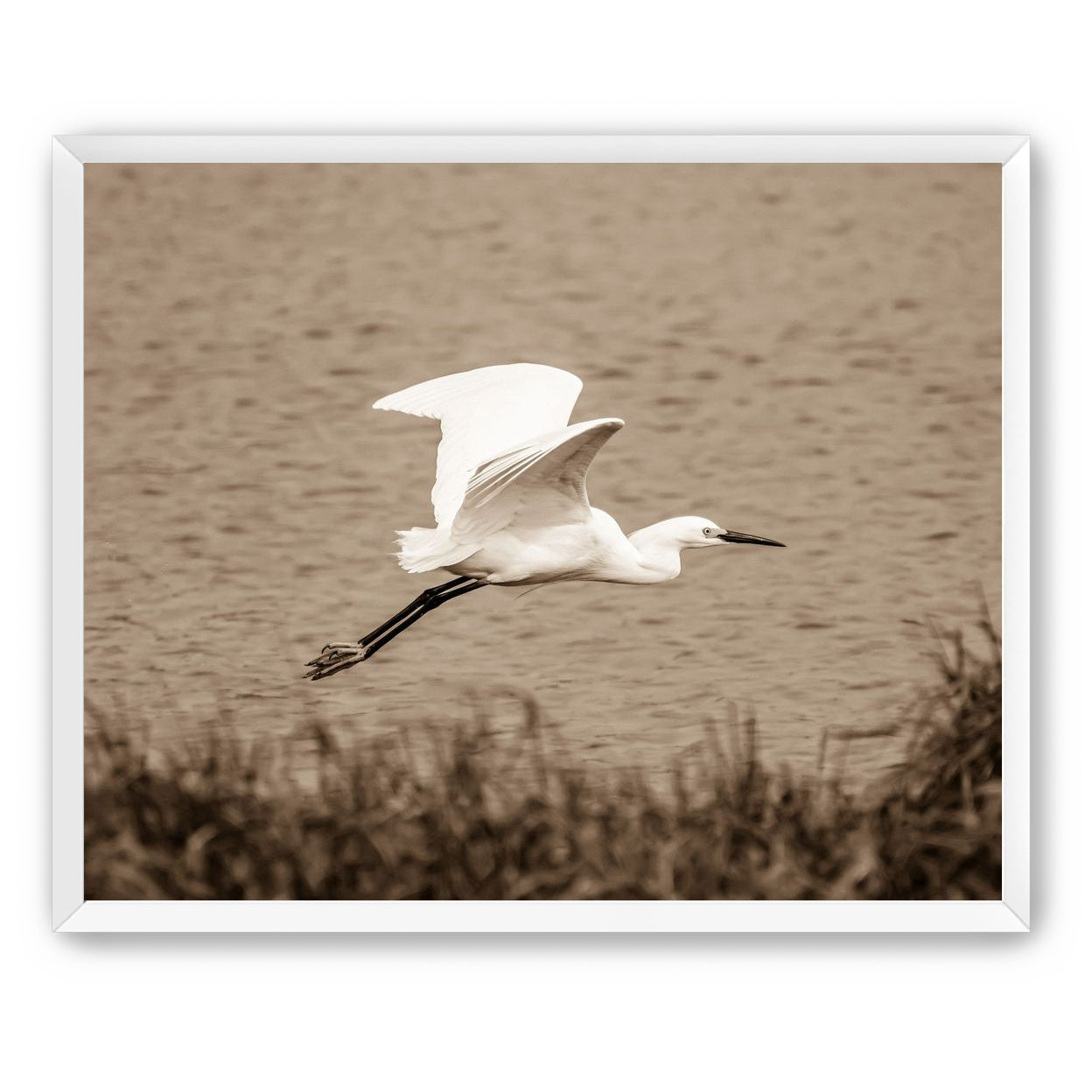 Egret