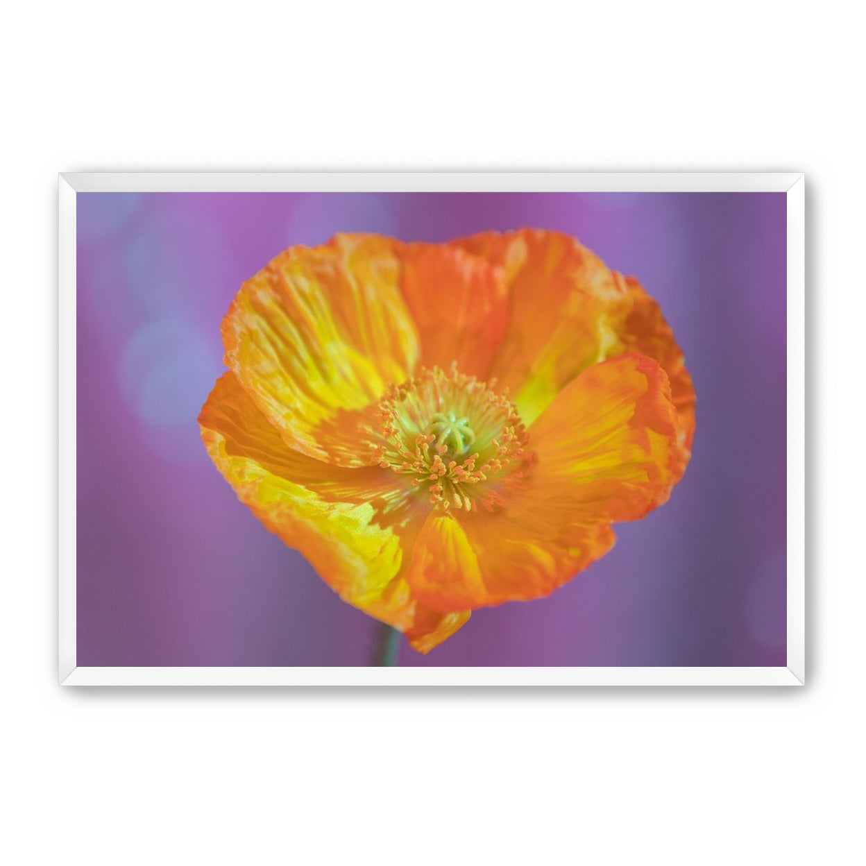 Sweet Poppy