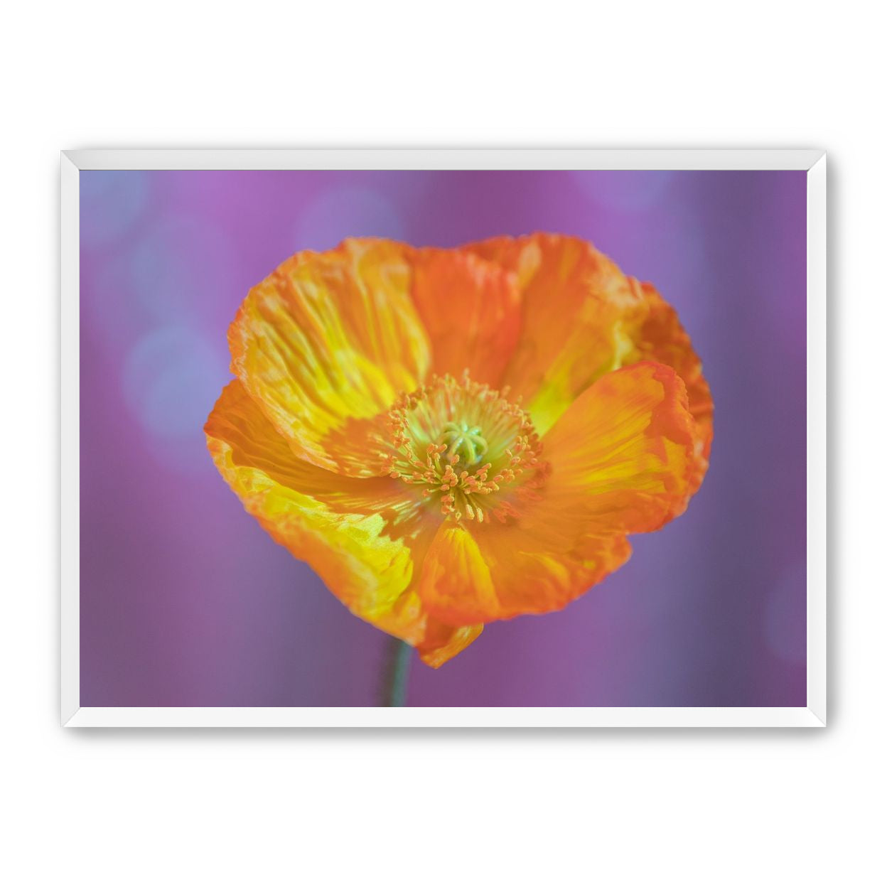 Sweet Poppy