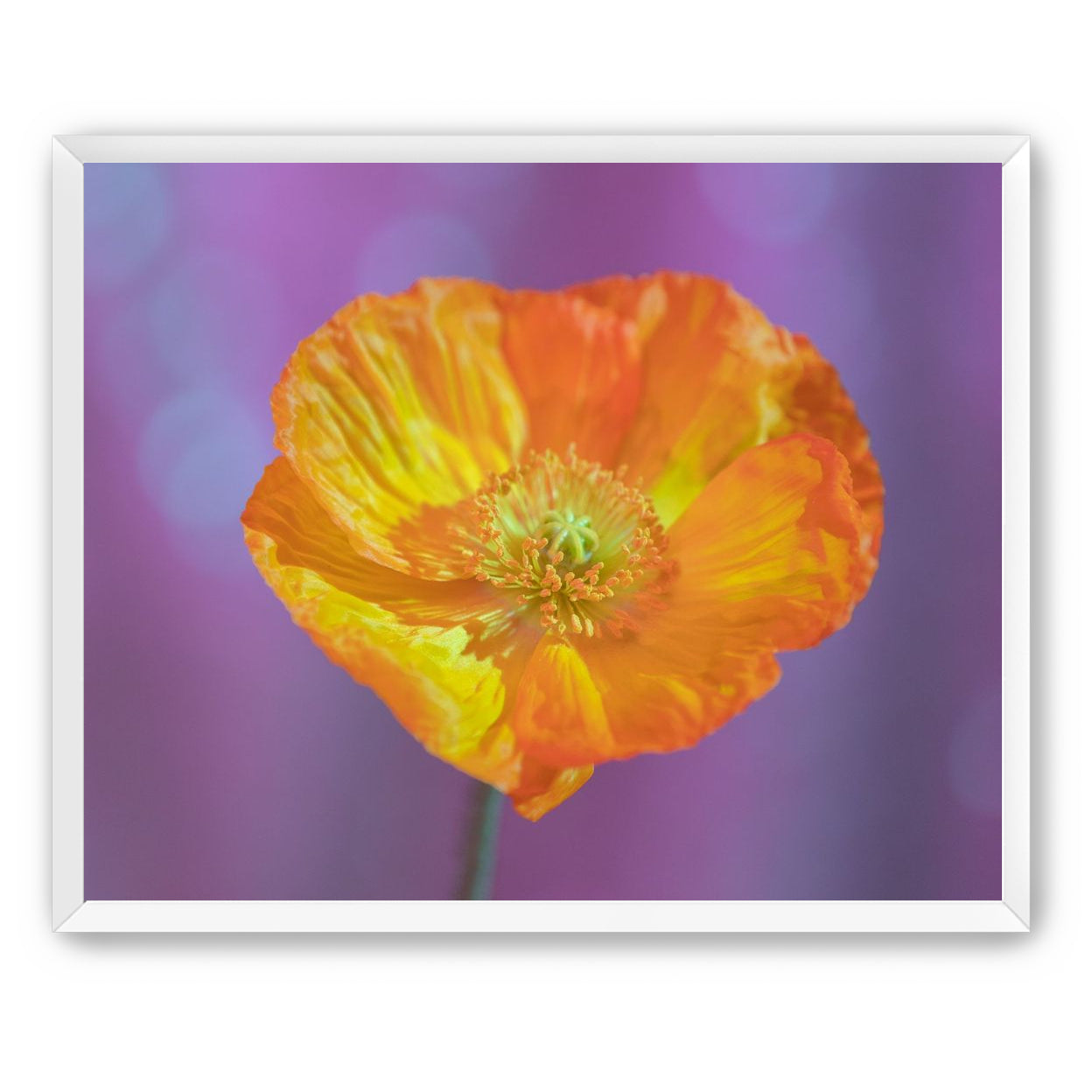 Sweet Poppy