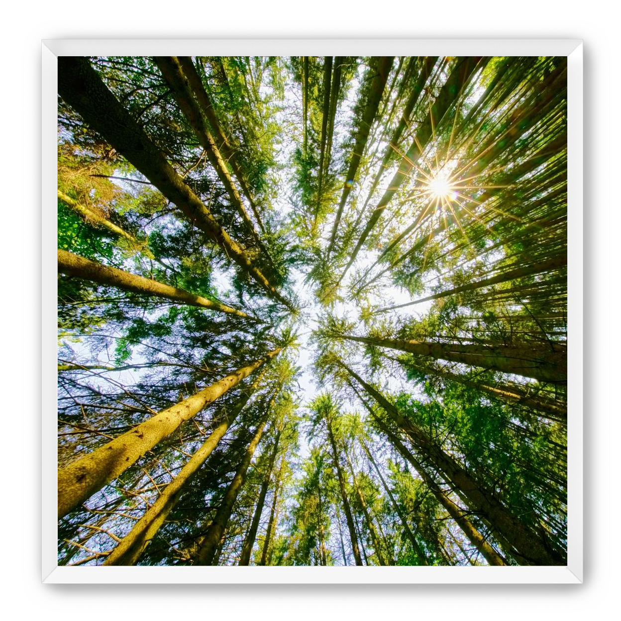 Reaching for the sun