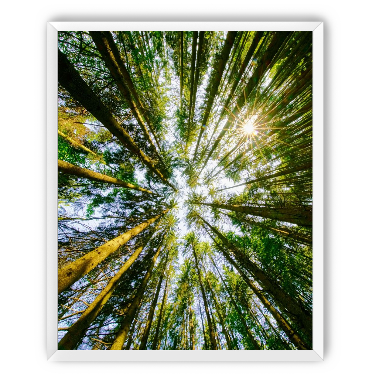 Reaching for the sun